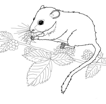 Орешниковая Соня