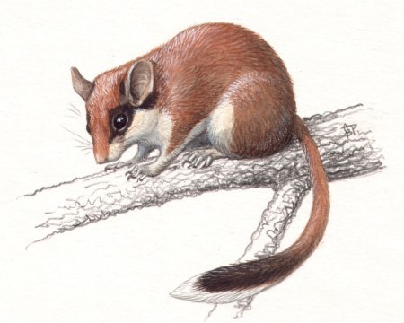 Садовая Соня eliomys quercinus (Linnaeus, 1766)