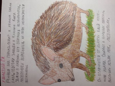 Иллюстрации для детей Ушастый еж