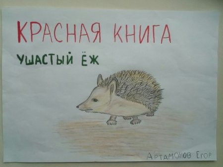 Рисуем ушастого ежа из красной книги