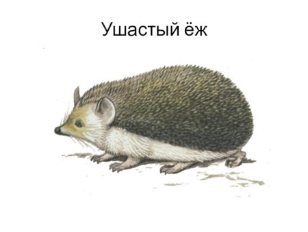 Ушастый ёж