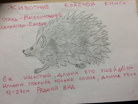 Ушастый еж карандашом