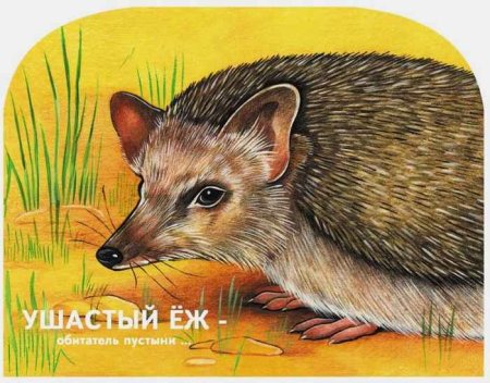 Ушастый ёж рисунок