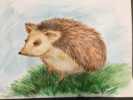 Рисунок ежа