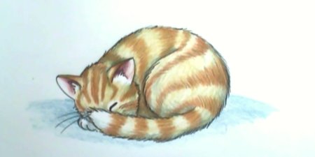 Кошка спит картинка для детей