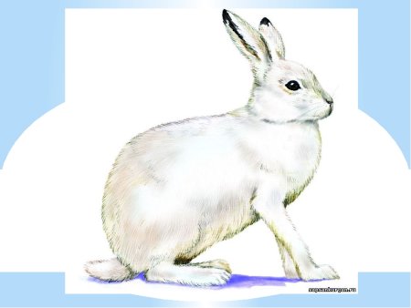 Заяц картинка для детей на прозрачном фоне
