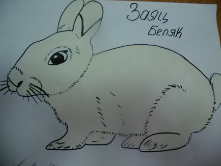 Заяц Беляк рисунок