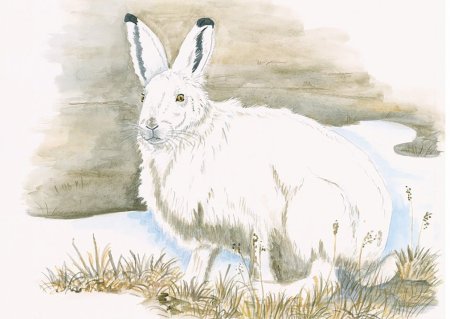 Заяц Беляк и заяц Русак нарисовать