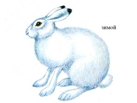 Белый заяц рисунок