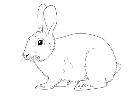Зайчонок рисунок карандашом