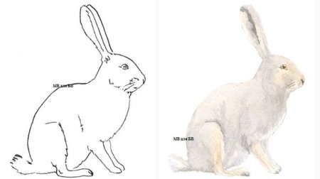Заяц Беляк рисование