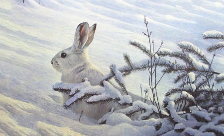 Заячьи лапы Паустовский раскраска