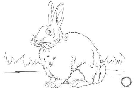 Зимний кролик раскраска