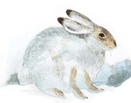 Георгий Скребицкий белая шубка