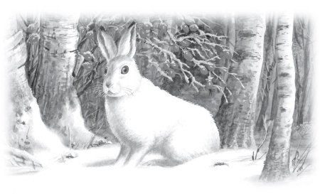 Заяц зимой раскраска для детей