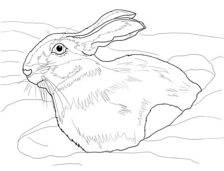 Лев Николаевич толстой зайцы