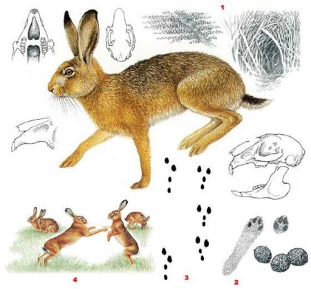 Заяц Беляк и Русак