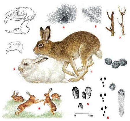 Заяц Листопадничек