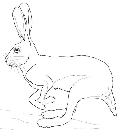 Заяц бежит зимой