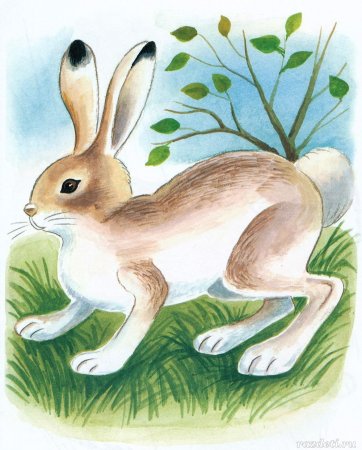 Заяц зимой для детей