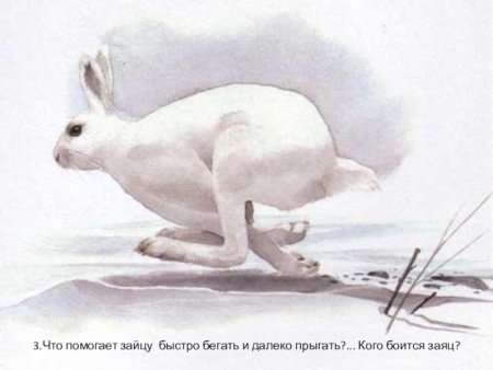 Заяц раскраска для детей