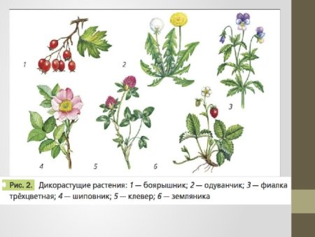 Дикорастущее растение рисунок