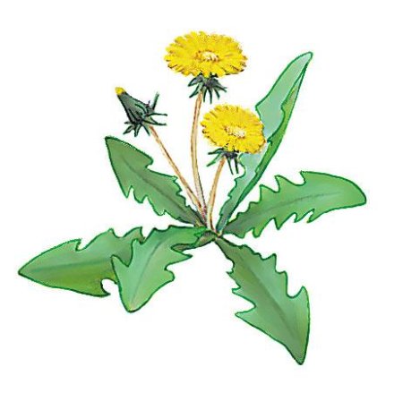 Дикорастущие растения для детей