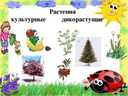 Растения культурные и дикорастущие для детей