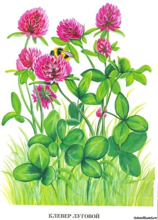 Клевер Луговой четырехлистный