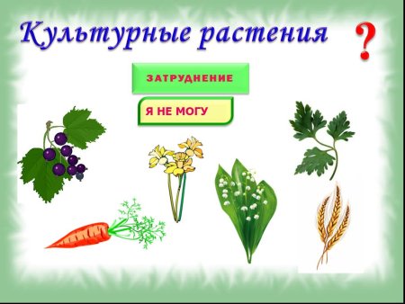 Культурные растения 1 класс