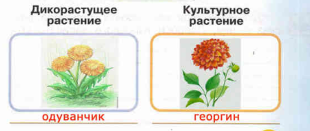 Дикорастущие растения 1 класс