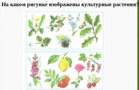 Дикорастущие и культурные растения