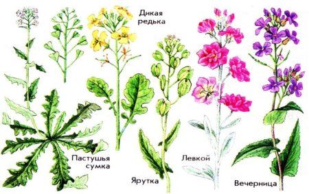 Поэтапное рисование одуванчика