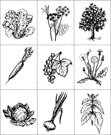 Полевые цветы для детей