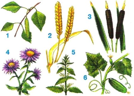 Лекарственные культурные растения