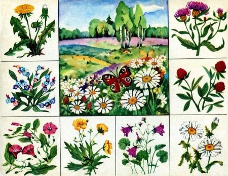 Медуница травянистое растение