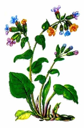 Культурные растения