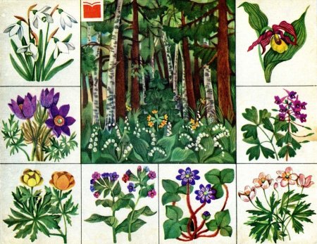 Клевер средний Фармакогнозия