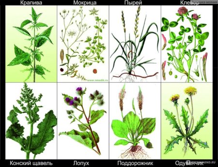 Нарисовать Клевер красный Луговой