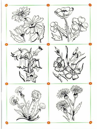 Дикорастущее растение рисунок