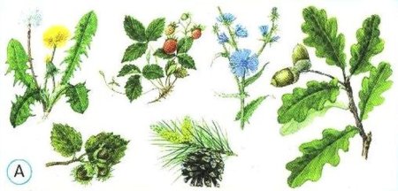 Полевые цветы для детей