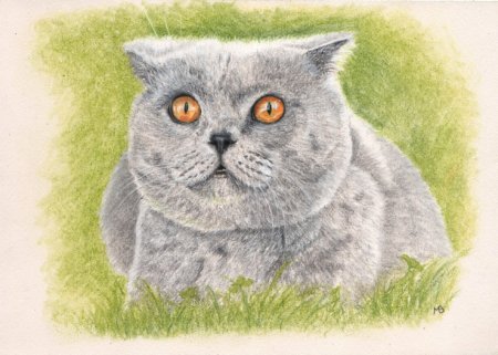 Шотландская вислоухая кошка карандашом