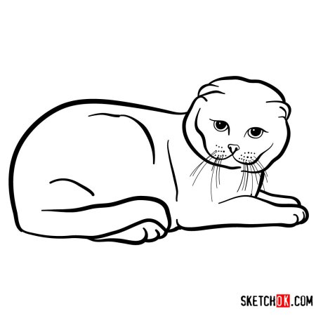 Раскраска Шотландская вислоухая кошка