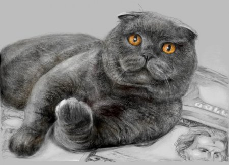 Кот Бася Шотландская вислоухая