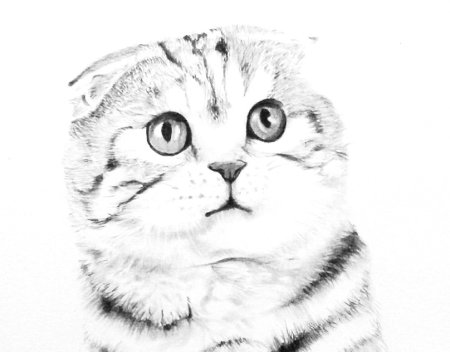 Раскраска шотландский вислоухий кот