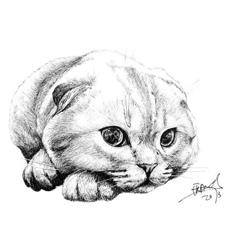 Нарисовать британского кота