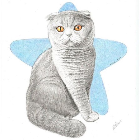 Вислоухая кошка раскраска
