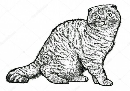 Раскраска Шотландская вислоухая кошка