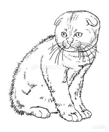 Раскраска кот британец