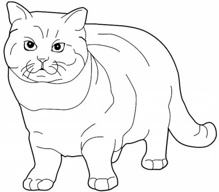 Раскраска вислоухий кот